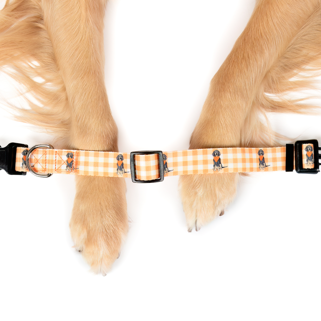 Bluetick Coonhound Gingham Dog Collar - Barrel Down South