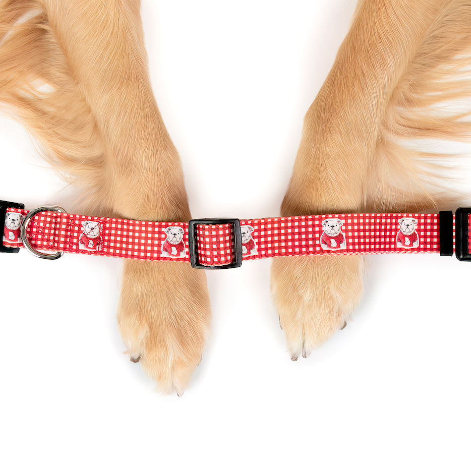 Bulldog Georgia Shape Dog Collar - Barrel Down South