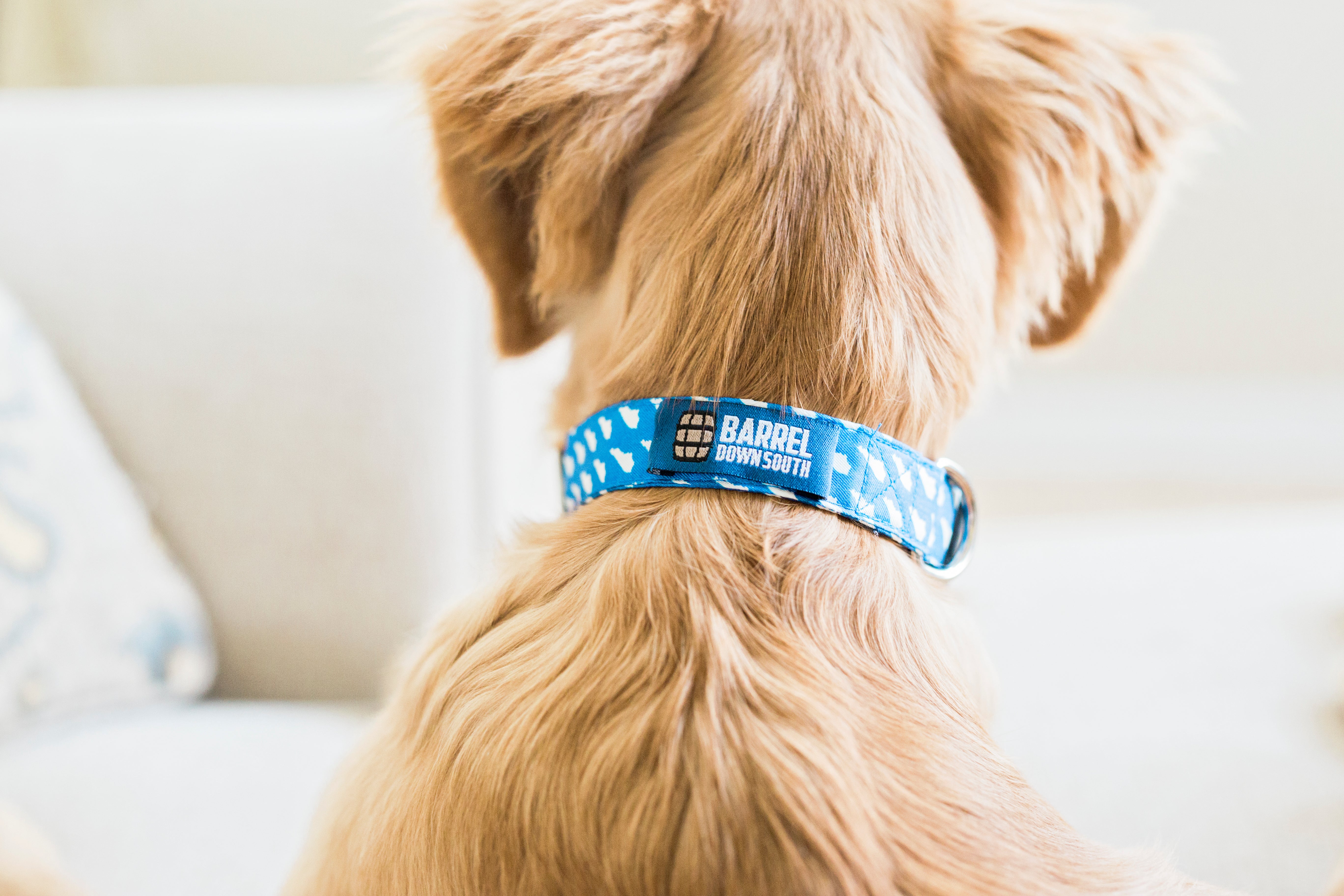 Blue KY Dog Collar - Barrel Down South