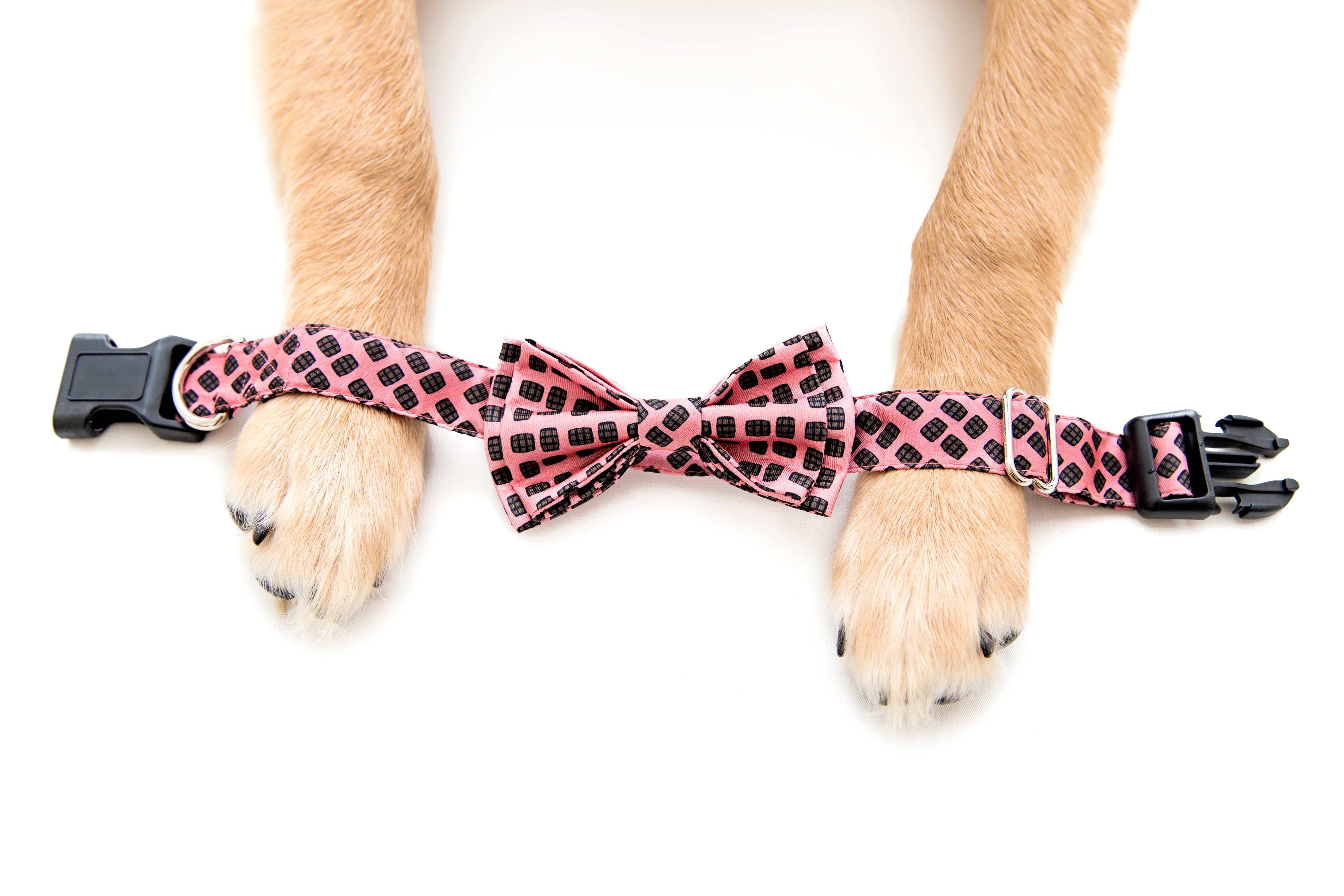 Barrel Aged Dog Collar - Barrel Down South